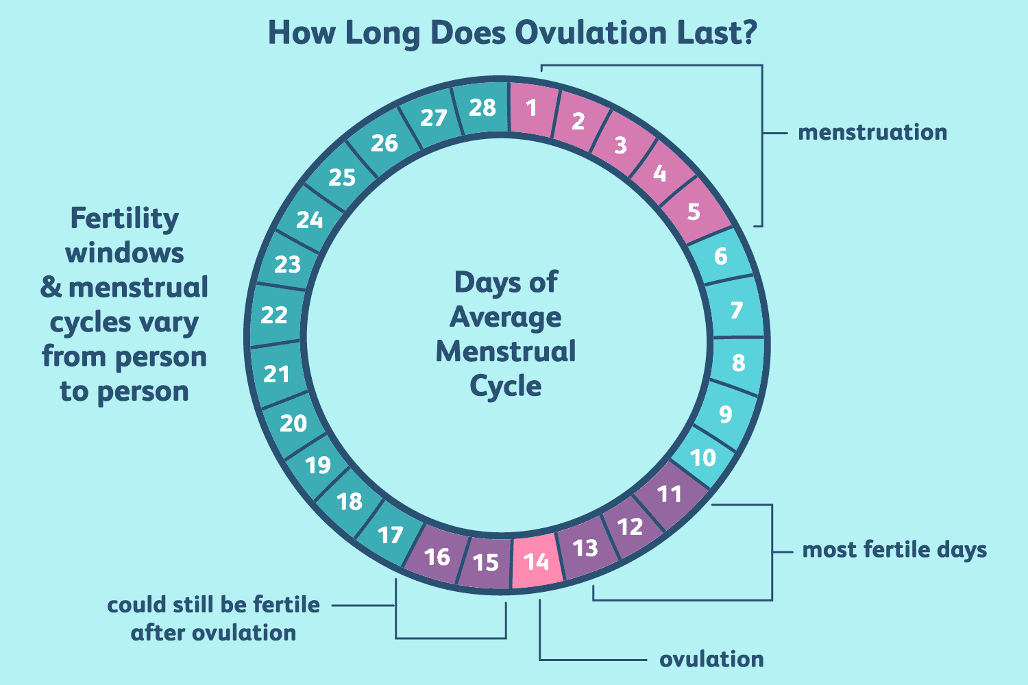 illustration de la durée de l'ovulation