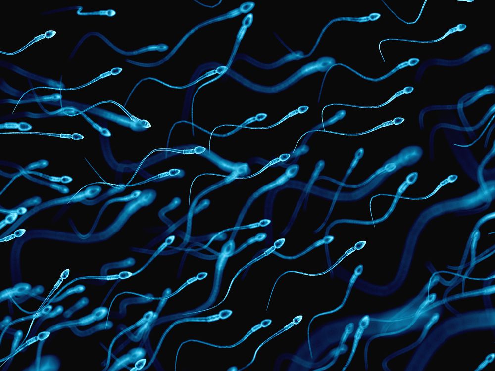 Étude : la numération des spermatozoïdes a diminué