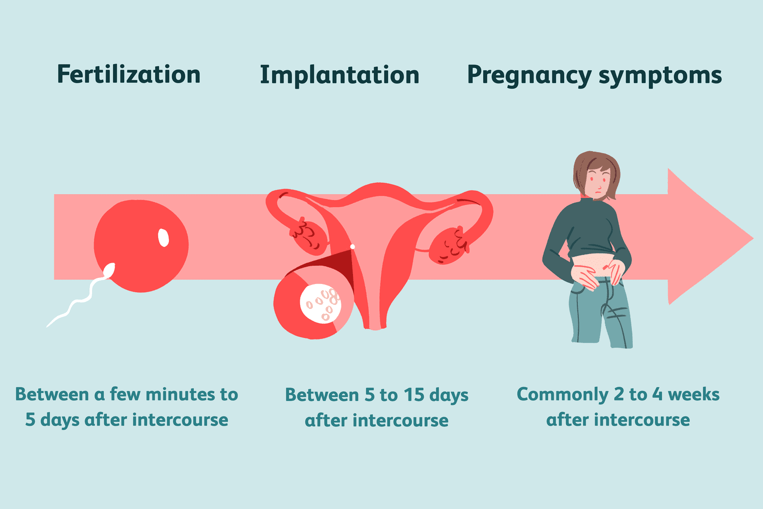 combien de temps après un rapport sexuel pouvez-vous tomber enceinte ?
