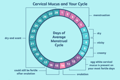 Tout ce que vous devez savoir sur la glaire cervicale de type blanc d’œuf (EWCM)