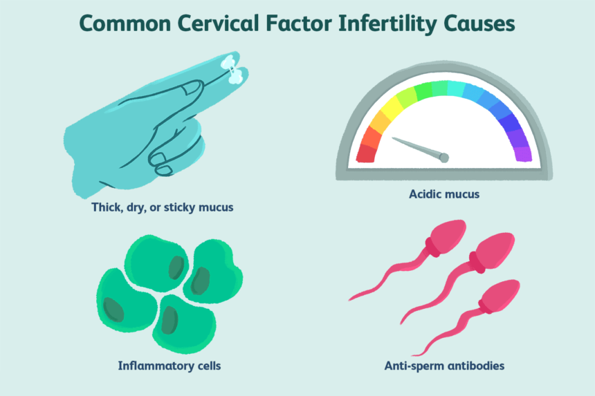 Comment l’absence ou la rareté des sécrétions de mucus cervical affecte la fertilité